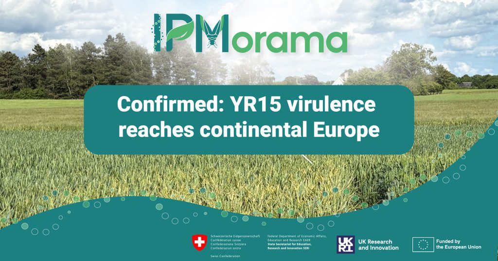 Confirmed-YR15-virulence-reaches-continental-Europe