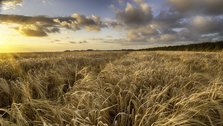 A field of golden ripe barley